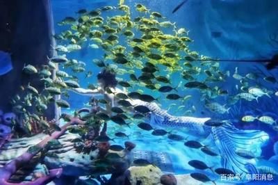 想開一家小型水族館怎么樣：開設(shè)一家小型水族館可以是一項有趣且有潛力的商業(yè)活動 水族館百科（水族館加盟） 第5張