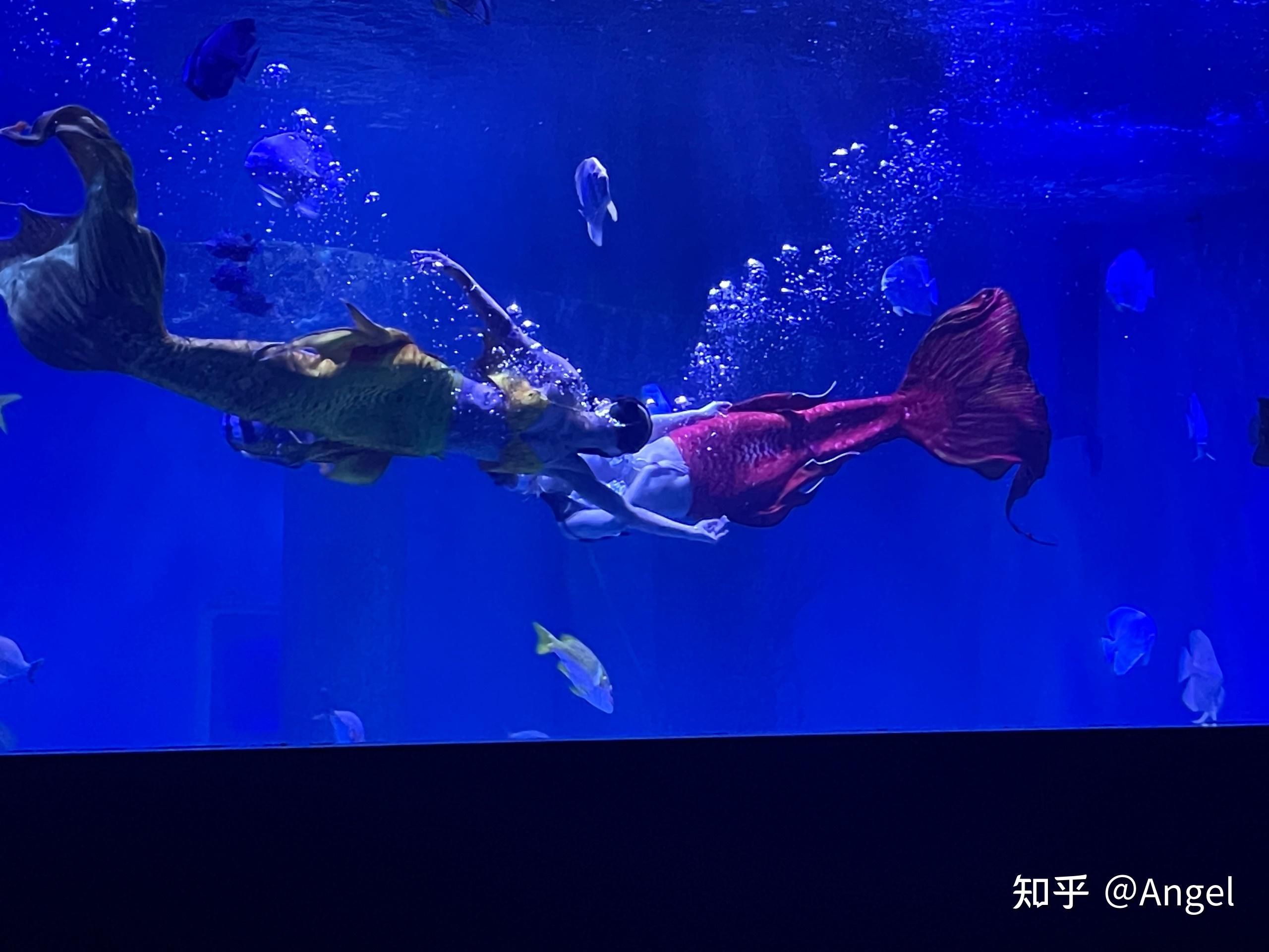 開水族館掙錢嗎知乎：水族館經(jīng)營盈利情況探究 水族館百科（水族館加盟） 第4張