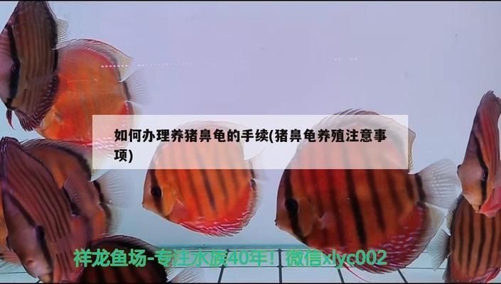 豬鼻龜可以活多久?。贺i鼻龜一般能活多久壽命 豬鼻龜百科 第5張