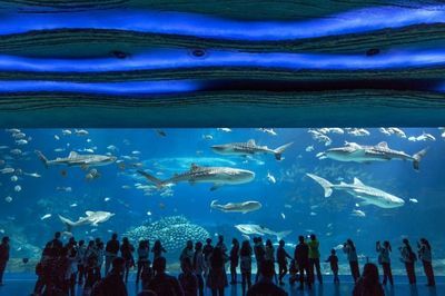 水族館干什么的：水族館是一個多功能的場所 水族館百科（水族館加盟） 第5張