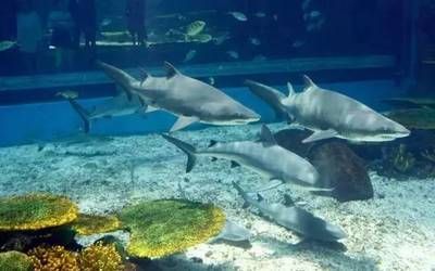 水族館干什么的：水族館是一個多功能的場所 水族館百科（水族館加盟） 第4張