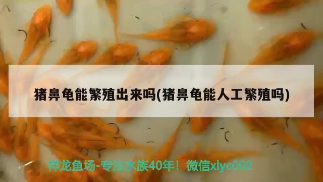 豬鼻龜養(yǎng)多久可以繁殖：豬鼻龜?shù)姆敝抄h(huán)境要求 豬鼻龜百科 第3張