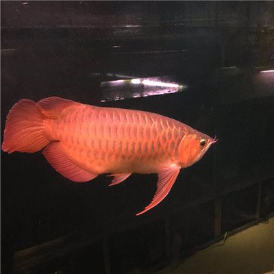 水族館一般賣什么魚：水族館的魚類種類及其特色 水族館百科（水族館加盟） 第5張