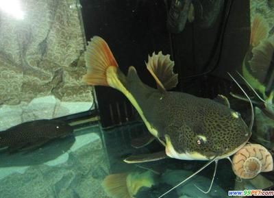 水族館一般賣什么魚：水族館的魚類種類及其特色