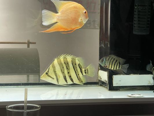 葫蘆島龍魚專賣店：葫蘆島哪里有賣魚缸的實(shí)體店 全國(guó)觀賞魚市場(chǎng) 第11張