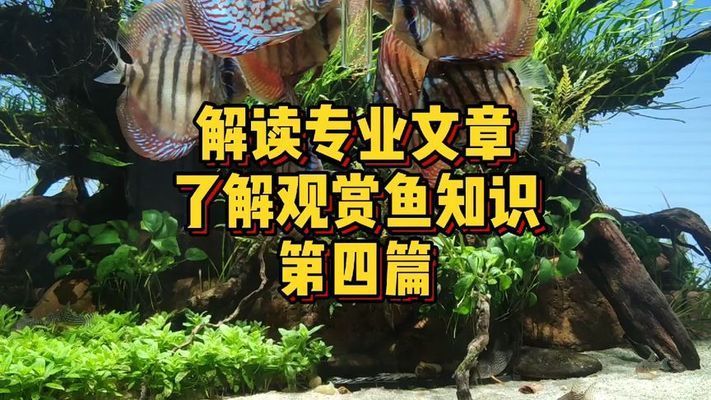 單養(yǎng)一條銀龍魚：如何通過單一養(yǎng)魚方式培養(yǎng)出一條銀龍魚 水族問答 第1張