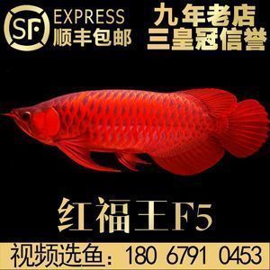 紅福龍魚：關(guān)于紅福龍魚的一些信息