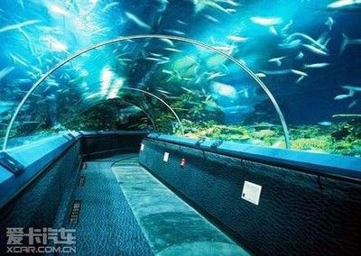 開水族館要投資多少錢：開設(shè)一個水族館需要一定的投資 水族館百科（水族館加盟） 第5張