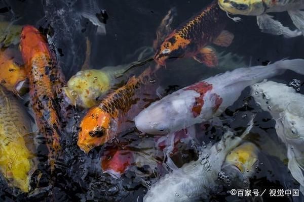 低價(jià)個(gè)人出售龍魚(yú)可以嗎：低價(jià)出售龍魚(yú)可行嗎？ 水族問(wèn)答 第3張