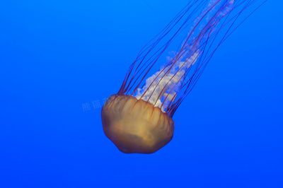 水族館建設(shè)相關(guān)文件有哪些：臺(tái)州水族館施工方案 水族館百科（水族館加盟） 第5張