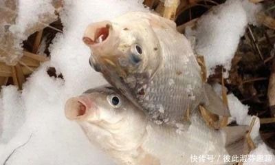 杜龍魚價(jià)格：為什么杜龍魚的價(jià)格會(huì)如此高？ 水族問答 第1張