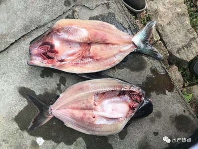 杜龍魚可以加什么藥材燉湯好喝：杜龍魚與哪些藥材搭配來燉湯？ 水族問答 第1張