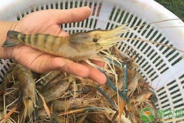 杜龍魚怎么處理最好：處理杜龍魚時，應首先確保其安全 水族問答 第2張