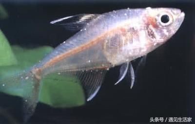 多大的缸養(yǎng)龍魚最好：養(yǎng)龍魚的缸大小應(yīng)根據(jù)龍魚的大小來決定養(yǎng)龍魚的缸大小 水族問答 第2張