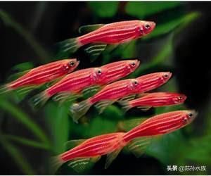 多大的銀龍魚(yú)可以吃小魚(yú)：關(guān)于銀龍魚(yú)的問(wèn)題 水族問(wèn)答 第3張