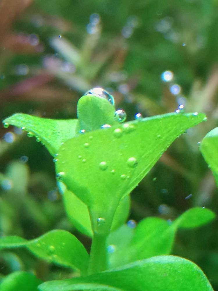 分享自己的草缸維護(hù)成景過(guò)程：水草缸種植技術(shù) 觀賞魚論壇 第8張