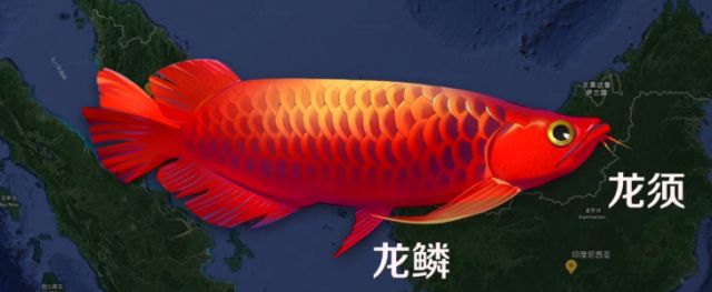 防止龍魚(yú)掉眼的最佳方法是什么 水族問(wèn)答 第1張