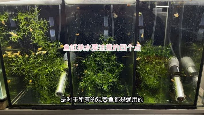 防止龍魚掉眼最有效的方法是什么 水族問(wèn)答 第2張