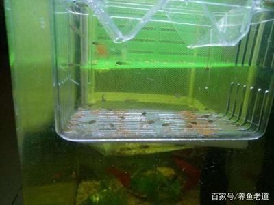 風(fēng)水龍魚：風(fēng)水龍魚在家庭裝飾中扮演著什么角色，如何正確飼養(yǎng)風(fēng)水龍魚 水族問答 第3張