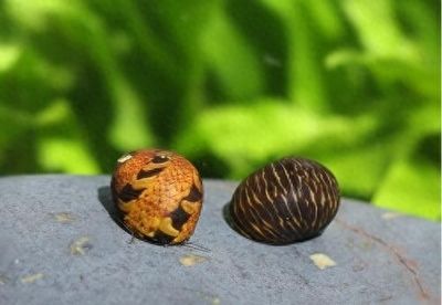 福臨門(mén)和金龍魚(yú)哪個(gè)好炒菜：福臨門(mén)和金龍魚(yú)哪個(gè)品牌的植物油更適合炒菜，香味更濃郁 水族問(wèn)答 第1張