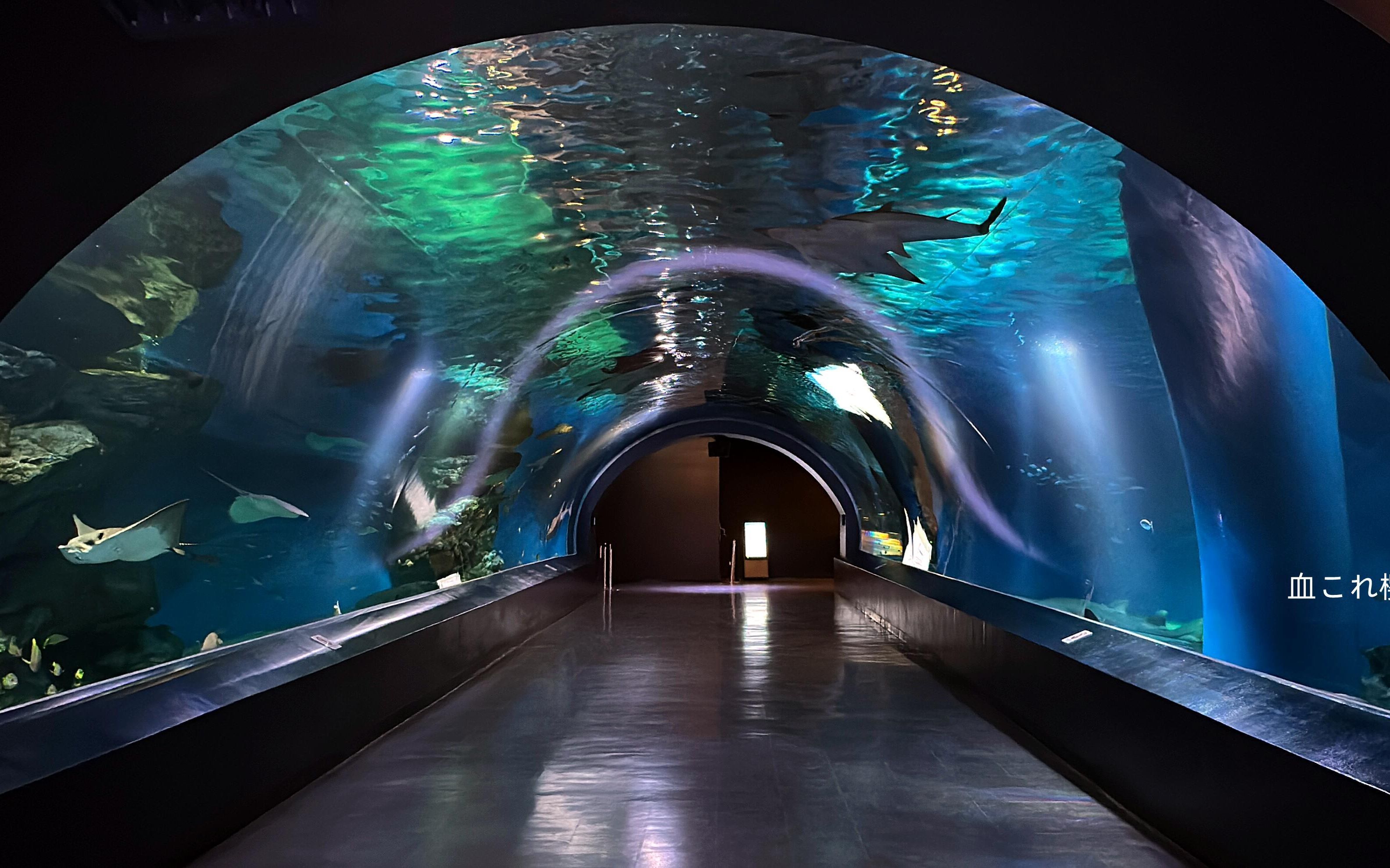 水族館飯店：《水族館飯店》影評 水族館百科（水族館加盟） 第3張