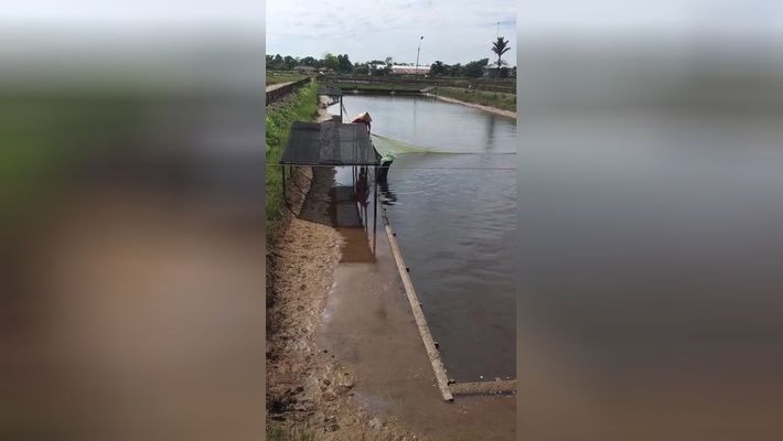 國內(nèi)有金龍魚養(yǎng)殖基地嗎：國內(nèi)金龍魚養(yǎng)殖基地探查 龍魚百科 第5張