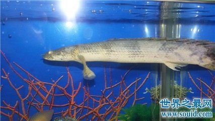 水族館專家推薦幼魚飼料：幼魚飼料營養(yǎng)成分對(duì)比豐年蝦孵化技巧詳解 水族館百科（水族館加盟） 第2張