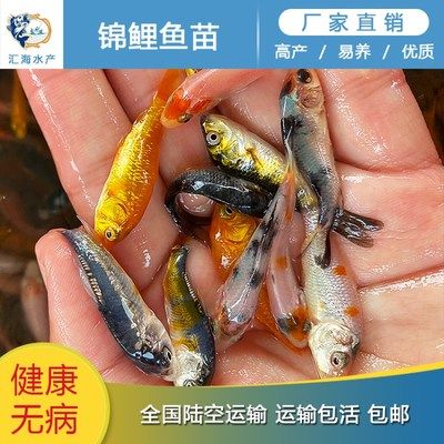 2024世界上最貴的金龍魚(yú)：世界上最貴的金龍魚(yú)是什么？ 水族問(wèn)答 第2張