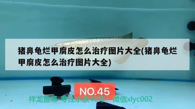 豬鼻龜腐皮用鹽會(huì)加重嗎：豬鼻龜爛甲腐皮怎么辦 豬鼻龜百科 第7張