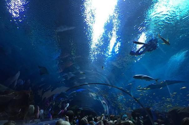 水族館建造費用標(biāo)準(zhǔn)是多少：水族館建造費用標(biāo)準(zhǔn)及詳情因素及詳情因素而異 水族館百科（水族館加盟） 第1張