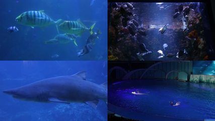 水族館里一般有什么動物：水族館中常見的動物包括魚類、兩棲類和爬行類和爬行類 水族館百科（水族館加盟） 第5張