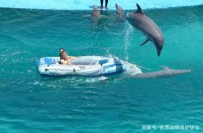 水族館的利潤有多大：上海海洋水族館開設(shè)水族館投資成本構(gòu)成詳解水族館利潤詳解 水族館百科（水族館加盟） 第5張