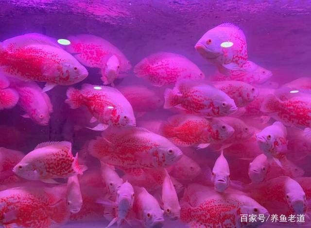 煙臺水族批發(fā)市場 全國觀賞魚市場 第2張