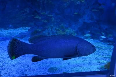 水族館里有什么小魚(yú)：水族館中的小丑魚(yú)