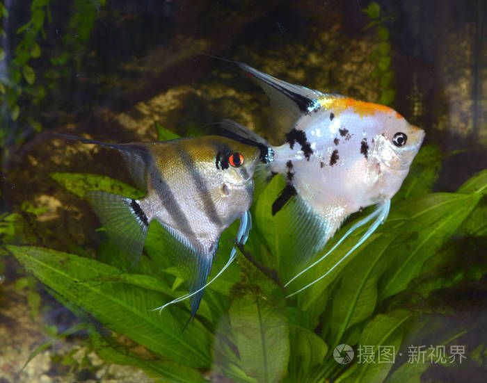 水族館里有什么小魚：水族館中的小丑魚 水族館百科（水族館加盟） 第4張