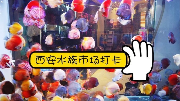 西安水族批發(fā)市場：西安最大的水族批發(fā)市場