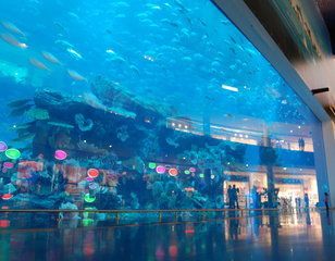 水族館里有什么動物？：水族館可能會展示的一些動物種類