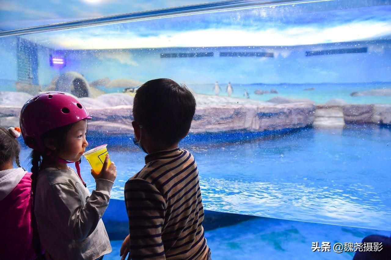 水族館怎么建的：水族館建設(shè)需要考慮多種因素和吸引游客并教育水族館建設(shè)