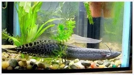 恐龍魚觀賞魚：恐龍魚一般可以活20年或更久牙鯊，恐龍魚的壽命與體型 龍魚百科 第5張