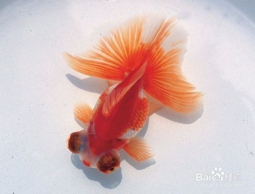 20公分紅龍魚價格表：-紅龍魚價格波動受哪些因素影響 水族問答