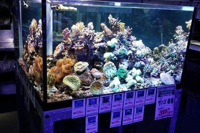 水族館加盟店有哪些好：水族館加盟品牌及其詳細信息：水族館加盟品牌及其詳細信息 水族館百科（水族館加盟） 第4張