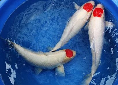 20公分龍魚喂什么比較好養(yǎng)：20公分的龍魚適合喂什么樣的食物？ 水族問答 第2張