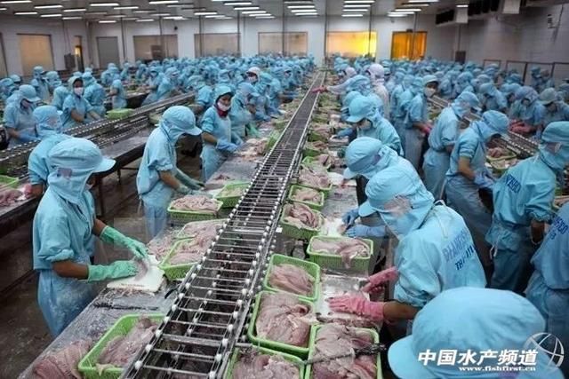 20公分龍魚(yú)一天喂幾次最好：20公分龍魚(yú)的喂食頻率和量需根據(jù)其生長(zhǎng)階段和體型來(lái)調(diào)整 水族問(wèn)答 第1張