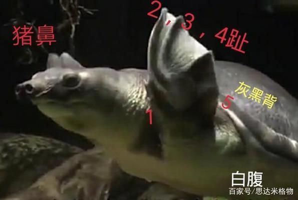 豬鼻龜是風(fēng)水魚嗎為什么不能養(yǎng)：豬鼻龜不讓養(yǎng)了嗎