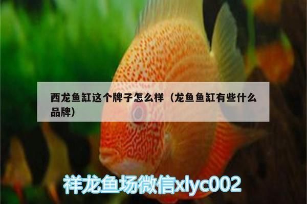 西龍魚缸怎么樣：西龍魚缸用戶評價匯總