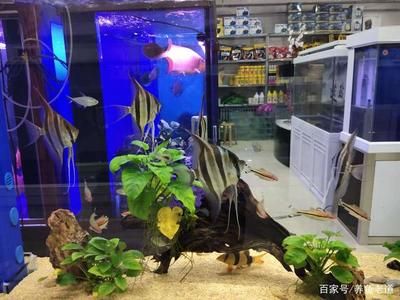 燕魚(yú)魚(yú)缸造景圖片大全：燕魚(yú)魚(yú)缸造景圖片大全展示了多種設(shè)計(jì)巧妙且美觀的魚(yú)類(lèi)飼養(yǎng)環(huán)境 魚(yú)缸百科 第3張