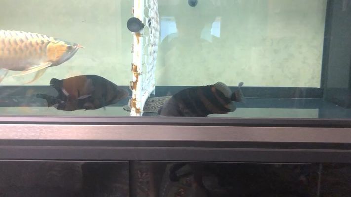 赤峰水族館：內(nèi)蒙古赤峰市花鳥魚蟲水族館