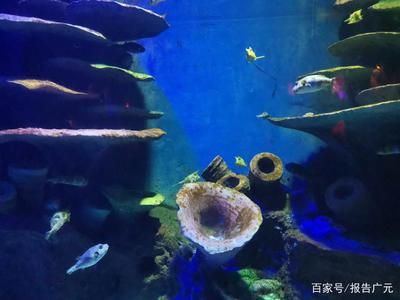 廣元水族館：四川省廣元水族館位于四川省廣元水族館附近的水上樂園