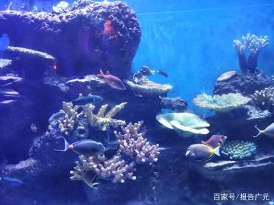 廣元水族館：四川省廣元水族館位于四川省廣元水族館附近的水上樂園