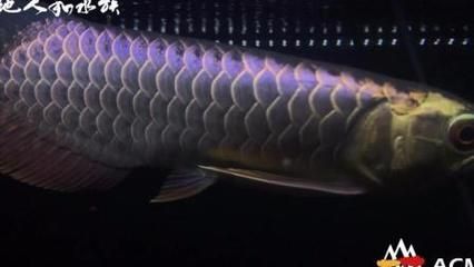 20厘米的紅龍魚怎么喂食的：紅龍魚喂食方法與食物選擇 水族問答 第1張